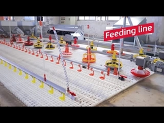 Equipamento de exploração avícola automático do projeto da capoeira de galinha da venda quente