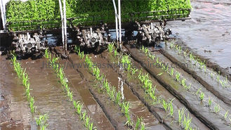 fileiras da máquina 6 do Transplanter do arroz de 120mm-170mm que montam o tipo Transplanter do arroz