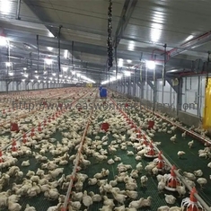 Equipamento automático galvanizado da produção animal das aves domésticas do mergulho quente para cultivar a galinha