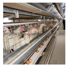 Tipo sistema automático de H da gaiola da camada do ovo da galinha da bateria do equipamento de cultivo das aves domésticas da camada
