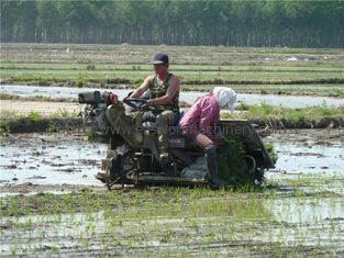 Agricultura 6 fileiras Paddy Transplanter Machine, espaço Mini Rice Transplanter da fileira de 300mm